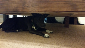 Puppy underneath the DIY bed frame.